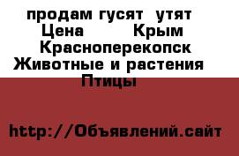 продам гусят, утят › Цена ­ 50 - Крым, Красноперекопск Животные и растения » Птицы   